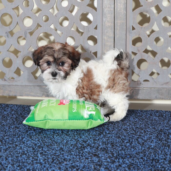 Michael-Playful ShihPoo Puppy - Image 3