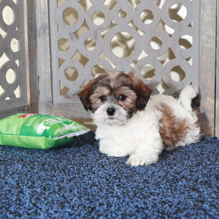 Michael-Playful ShihPoo Puppy - Image 4