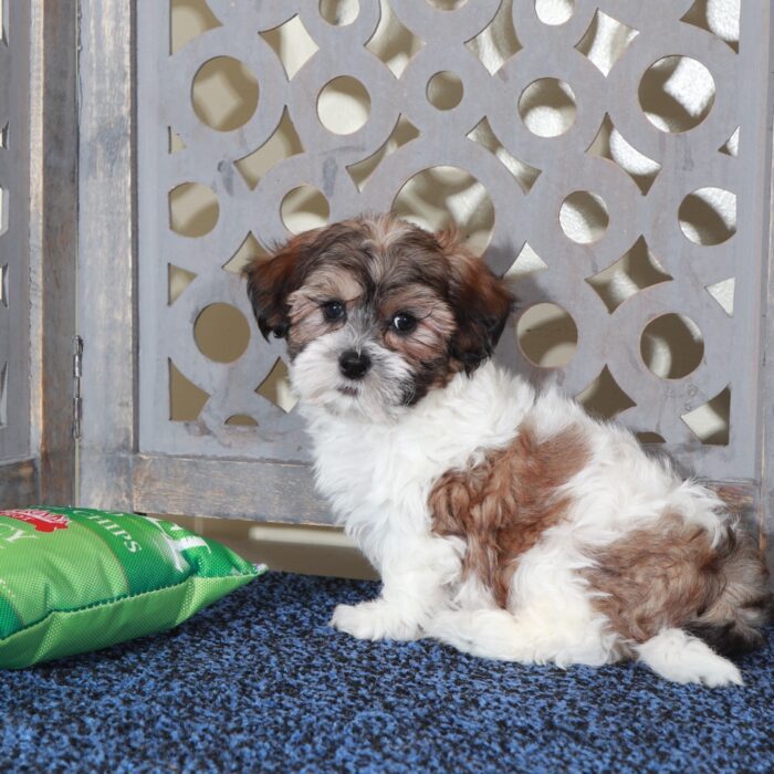 Michael-Playful ShihPoo Puppy - Image 5