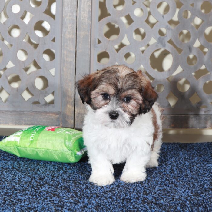 Michael-Playful ShihPoo Puppy