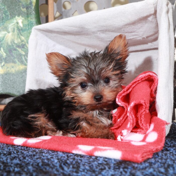 Mickey-Playful Male Teacup Yorkie