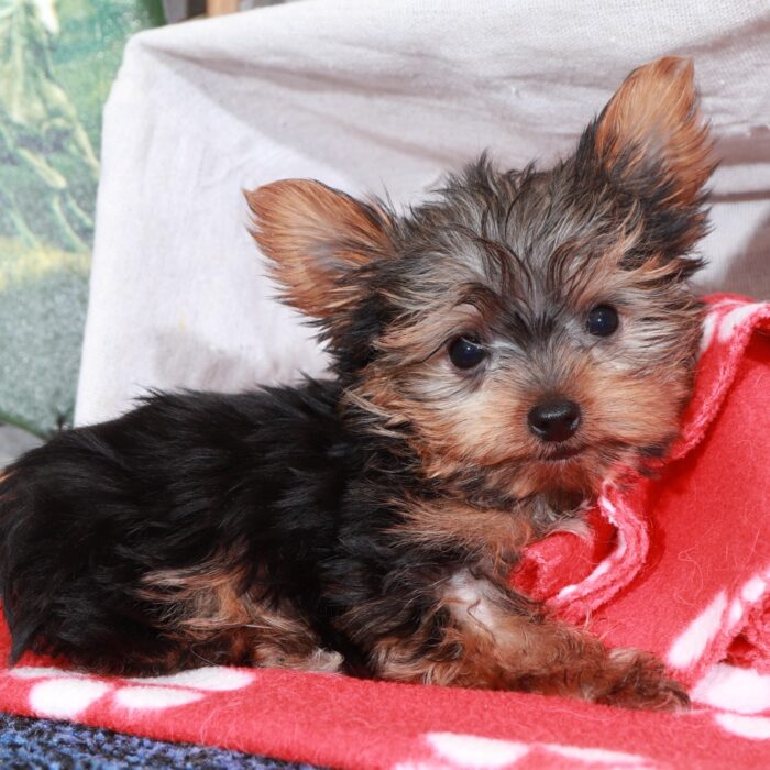 Mickey-Playful Male Teacup Yorkie - Image 2