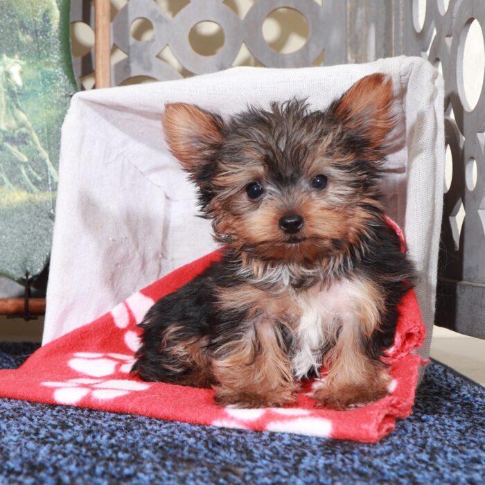 Mickey-Playful Male Teacup Yorkie - Image 3