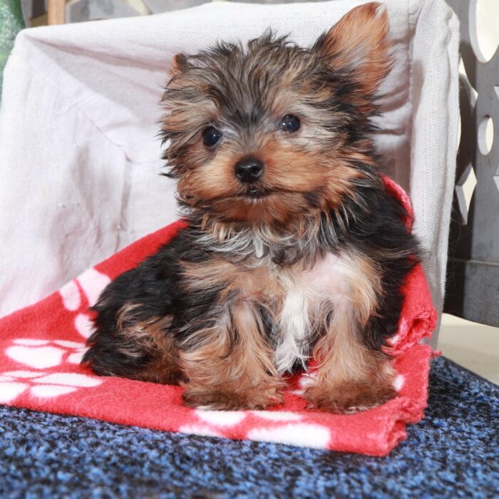 Mickey-Playful Male Teacup Yorkie - Image 4