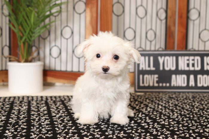 Miley- Cuddly Little Female Toy AKC Maltese Puppy