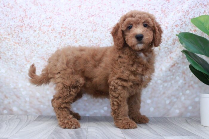 Minnie- Spectacular Female Mini Goldendoodle Puppy