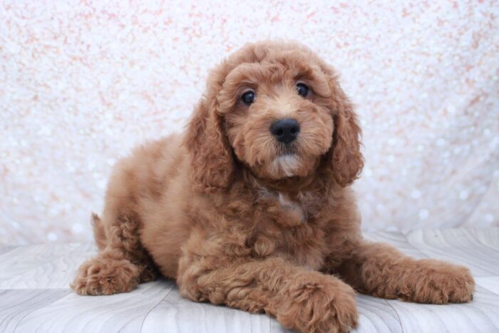 Minnie- Spectacular Female Mini Goldendoodle Puppy - Image 2