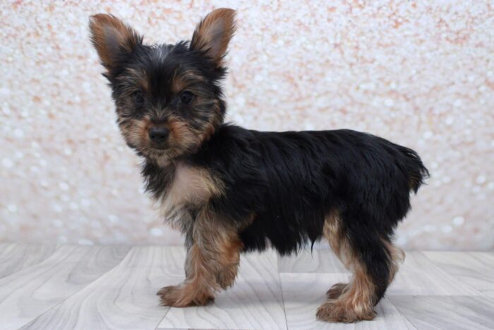 Mouse- Handsome ICA Male Yorkie Puppy - Image 2