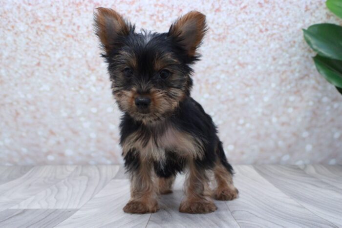 Mouse- Handsome ICA Male Yorkie Puppy