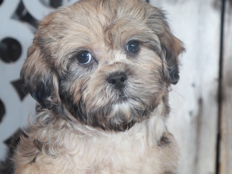 Yorkie Poo Puppies for Sale Puppies Online, OH