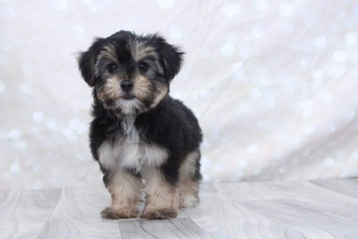 Nina - Happy Female Yochon Puppy - Image 3