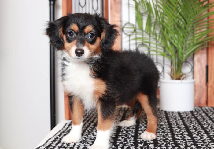 Nova - Sweet Tri Colored Female Aussie-Poo Puppy - Image 3