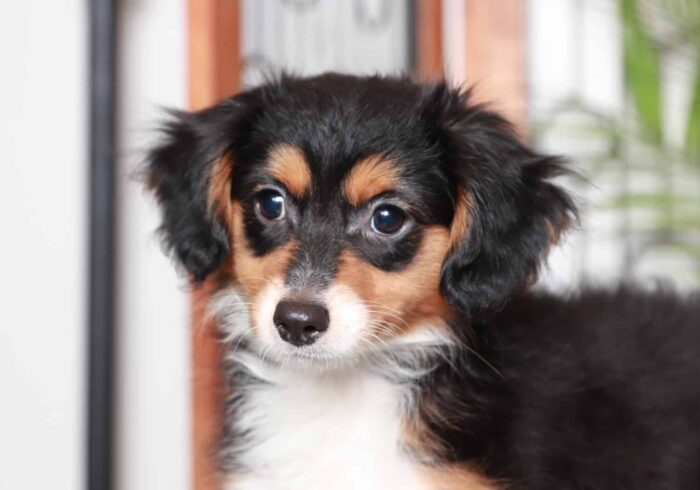 Nova - Sweet Tri Colored Female Aussie-Poo Puppy - Image 4