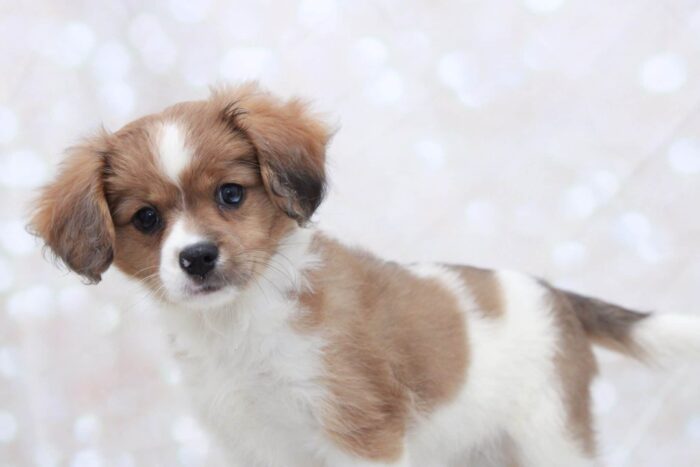 Oprah- Cutest Female Cava Pom Puppy - Image 2