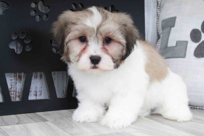 Orville- Dapper Brown and White Male Teddy Bear Puppy