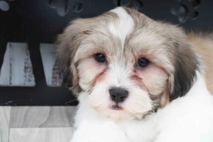 Orville- Dapper Brown and White Male Teddy Bear Puppy - Image 4