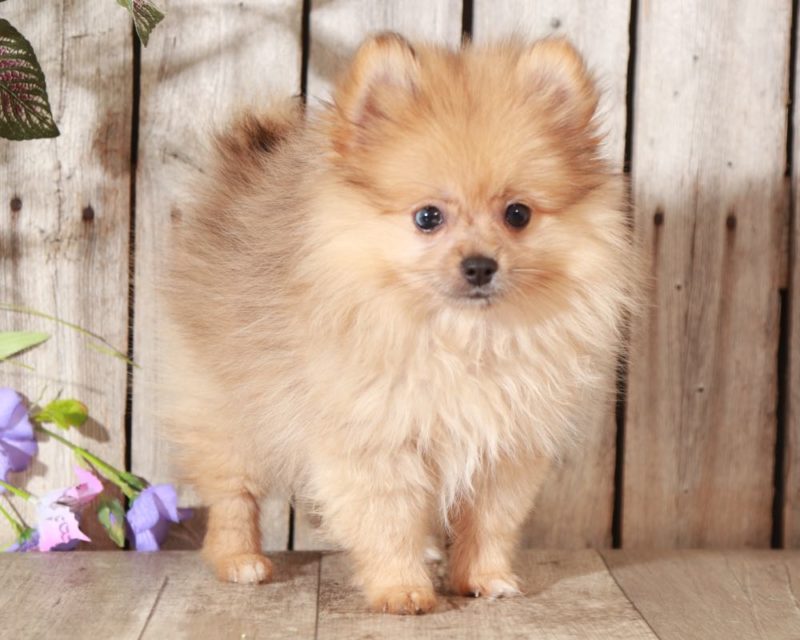 Paisley Perfect TEACUP Pomeranian Puppies Online