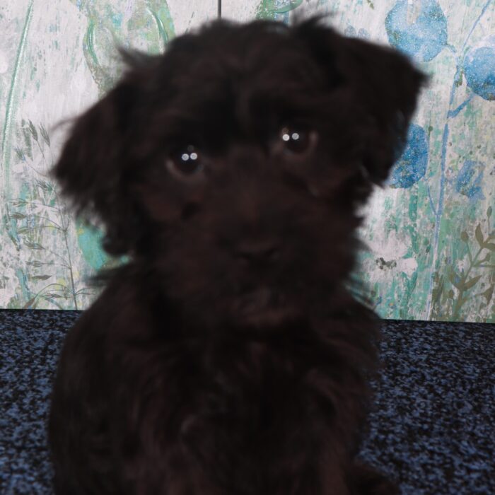 Panther-Charming Yorkie-Poo Puppy