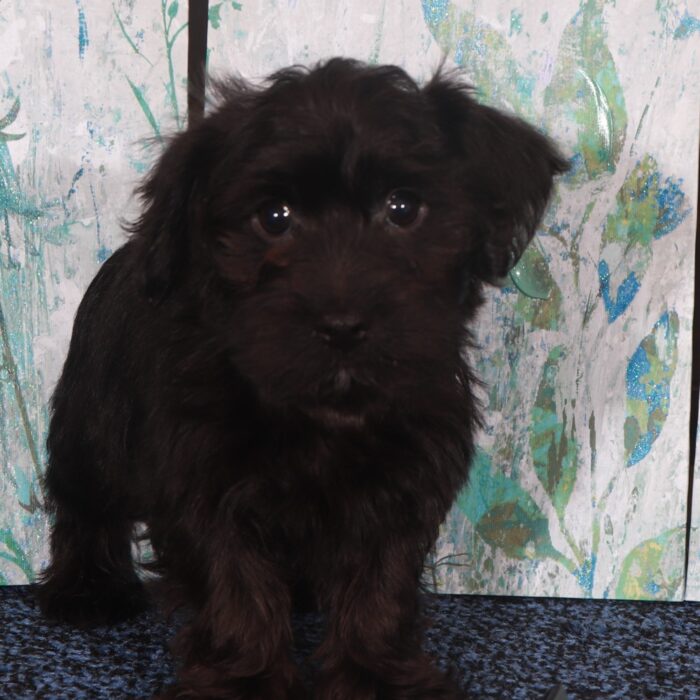 Panther-Charming Yorkie-Poo Puppy - Image 2