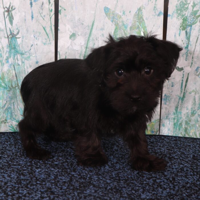 Panther-Charming Yorkie-Poo Puppy - Image 3