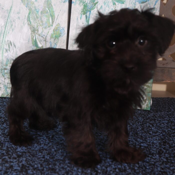 Panther-Charming Yorkie-Poo Puppy - Image 4