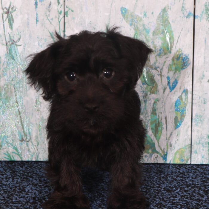 Panther-Charming Yorkie-Poo Puppy - Image 5