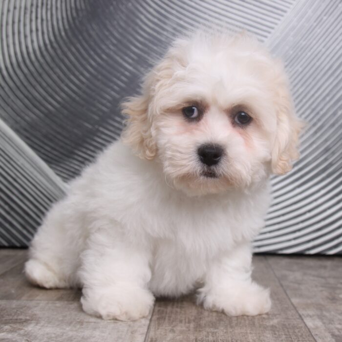 Parker - Adorable Little Male Teddy Bear Puppy - Image 2