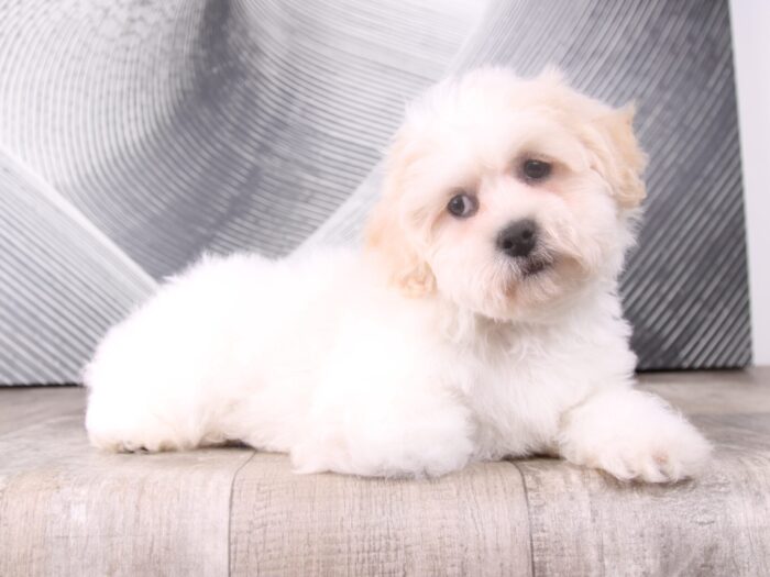 Parker - Adorable Little Male Teddy Bear Puppy - Image 3