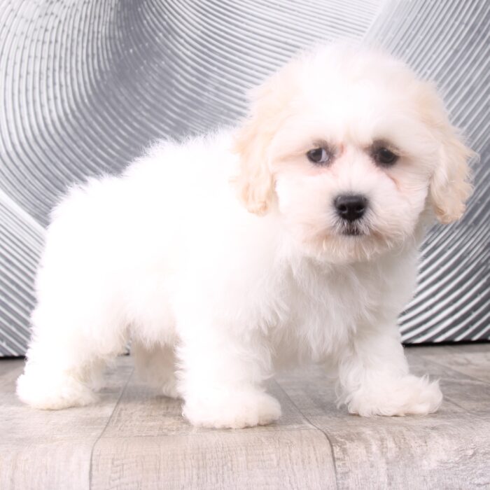 Parker - Adorable Little Male Teddy Bear Puppy - Image 4