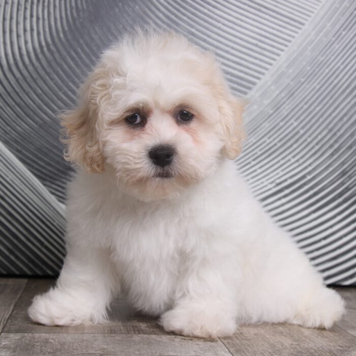 Parker - Adorable Little Male Teddy Bear Puppy - Image 5