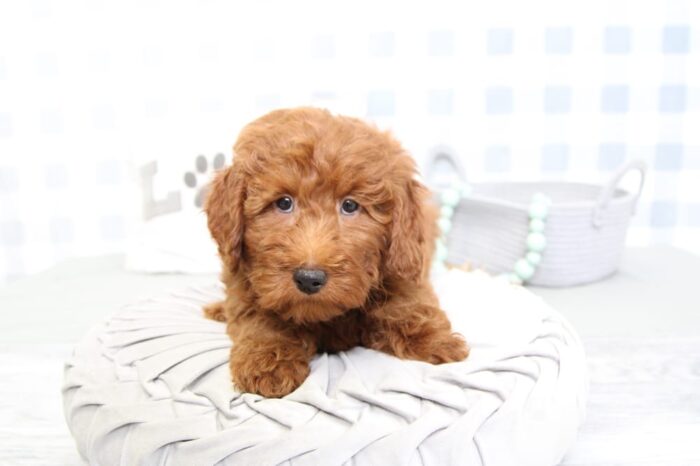 Parrish - Smart F1B Red Male Mini Goldendoodle Puppy