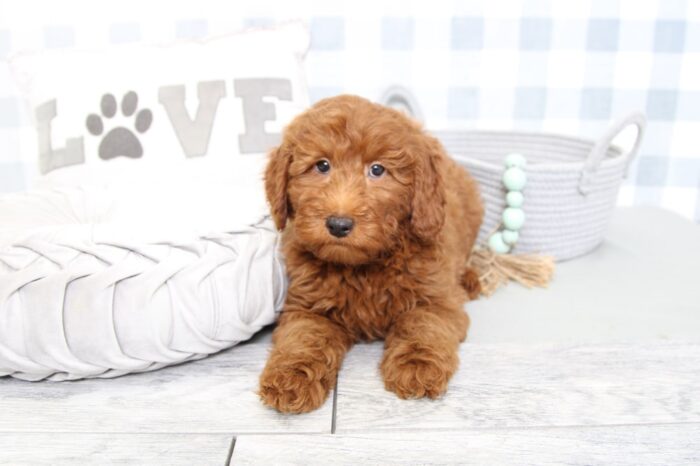 Parrish - Smart F1B Red Male Mini Goldendoodle Puppy - Image 5