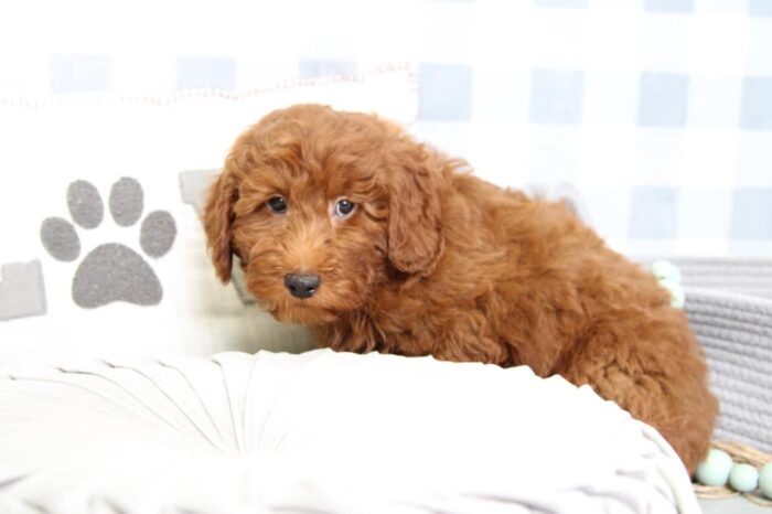 Parrish - Smart F1B Red Male Mini Goldendoodle Puppy - Image 4