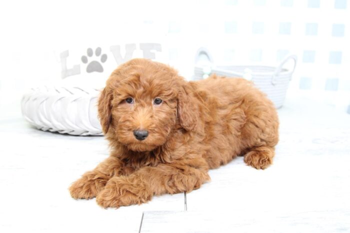 Parrish - Smart F1B Red Male Mini Goldendoodle Puppy - Image 3