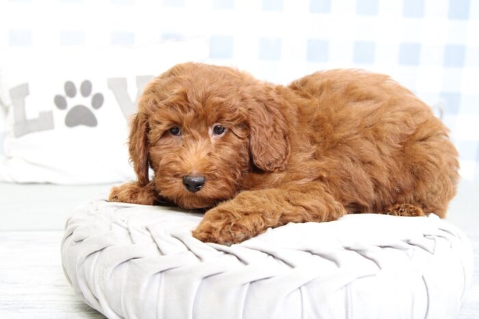 Parrish - Smart F1B Red Male Mini Goldendoodle Puppy - Image 2