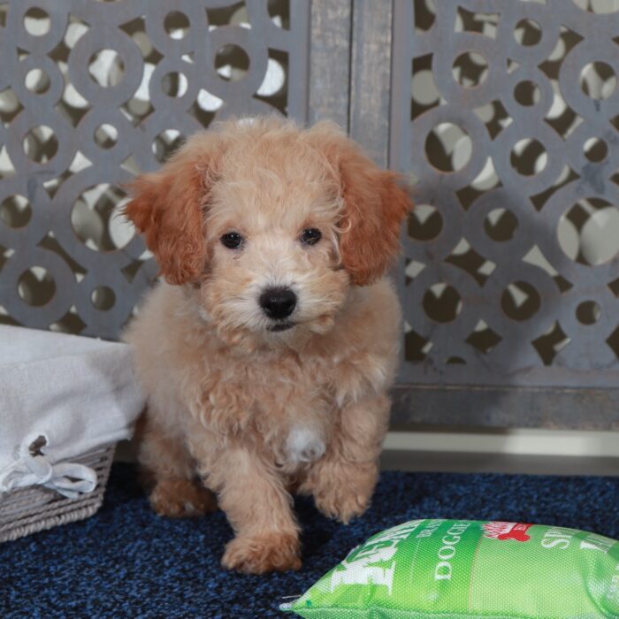 Peter-Playful male Poochon Puppy - Image 2