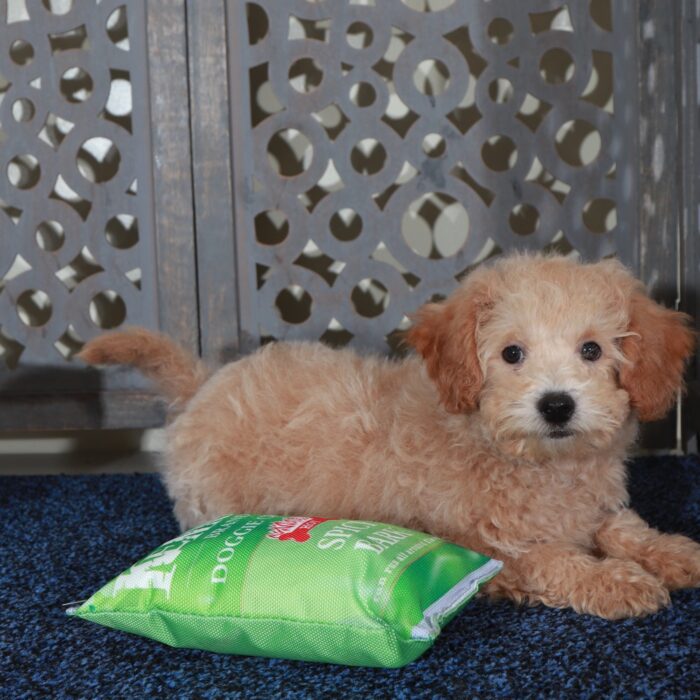 Peter-Playful male Poochon Puppy