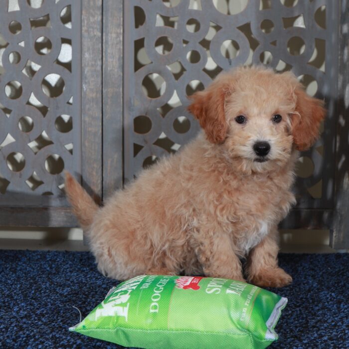 Peter-Playful male Poochon Puppy - Image 4