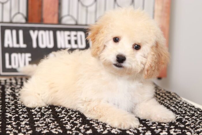 Poppy- Playful Little Apricot Female Poochon Puppy