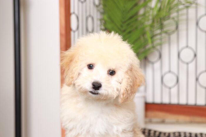 Poppy- Playful Little Apricot Female Poochon Puppy - Image 2