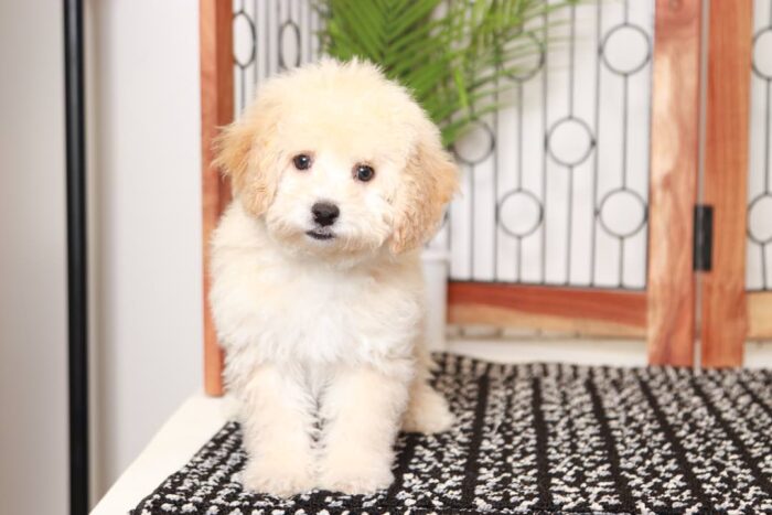 Poppy- Playful Little Apricot Female Poochon Puppy - Image 3