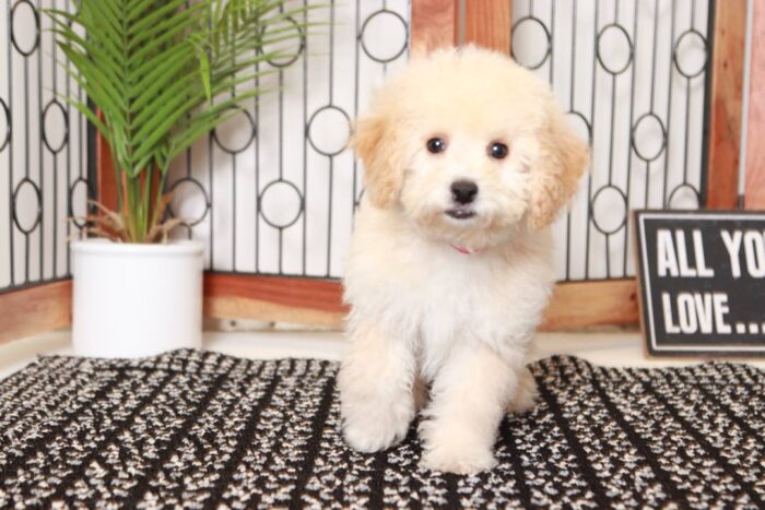 Poppy- Playful Little Apricot Female Poochon Puppy - Image 4