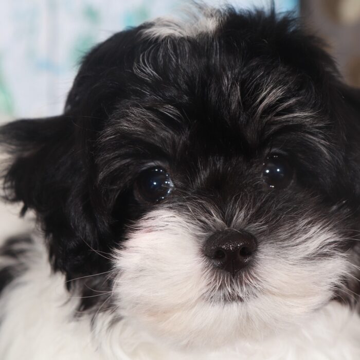 Porche-Eye catching female Maltipoo Puppy - Image 2