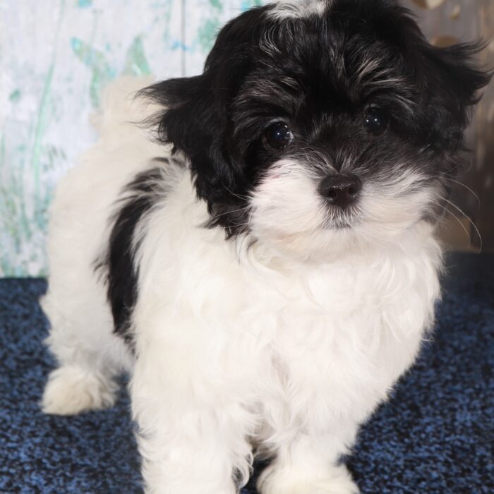 Porche-Eye catching female Maltipoo Puppy - Image 3