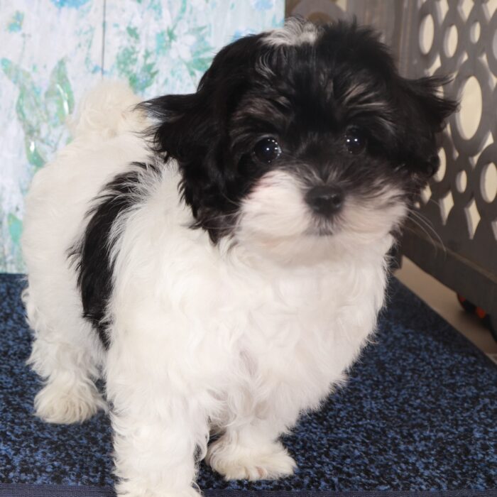 Porche-Eye catching female Maltipoo Puppy - Image 4