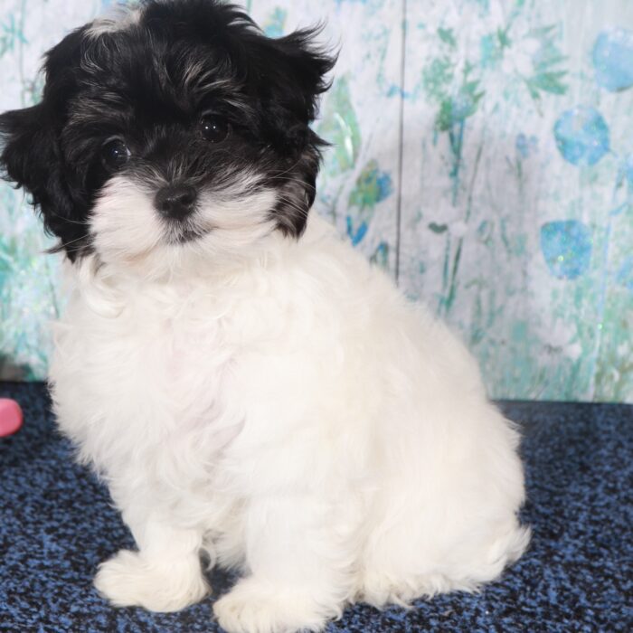 Porche-Eye catching female Maltipoo Puppy - Image 5