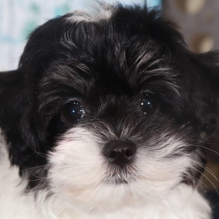 Porche-Eye catching female Maltipoo Puppy