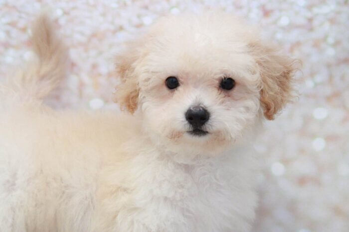 Pumpkin- Loving Female Poochon Puppy - Image 2