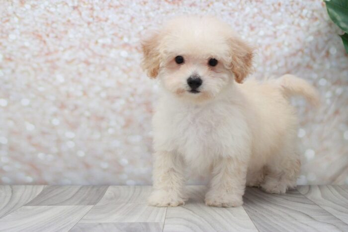 Pumpkin- Loving Female Poochon Puppy - Image 3