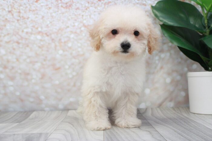 Pumpkin- Loving Female Poochon Puppy